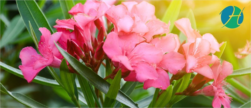 Oleander Plant Benefits | HealthSoul