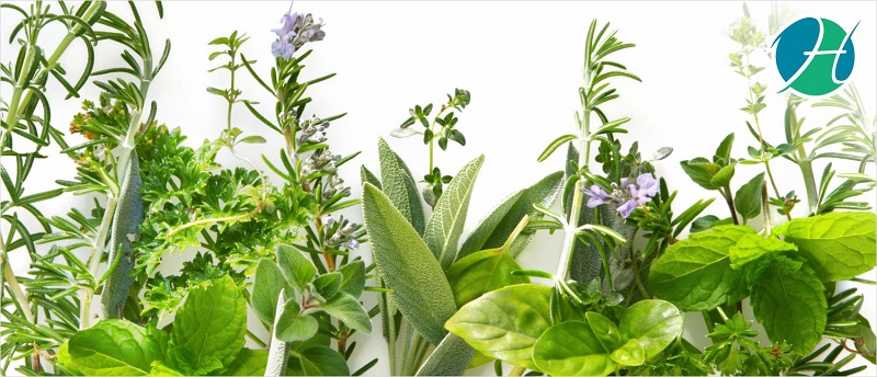 The Top Five Adaptogenic Herbs For Stress | HealthSoul