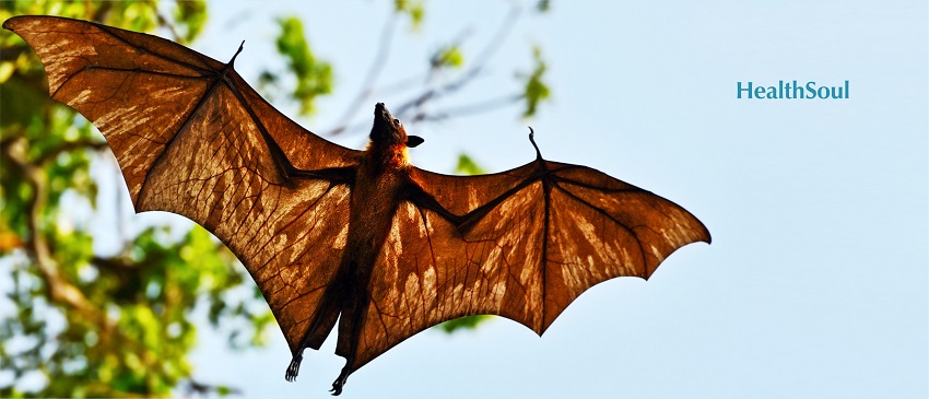 5 Diseases You Can Get from Bats | HealthSoul