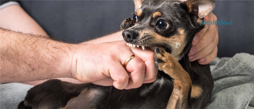 What Are the Health Dangers of a Dog Bite? | HealthSoul