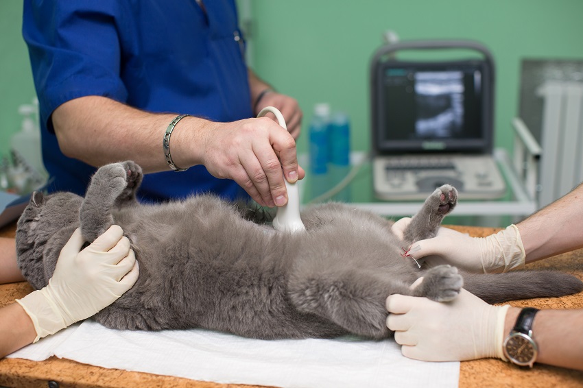 What To Look For When Buying A Veterinary Ultrasound | HealthSoul