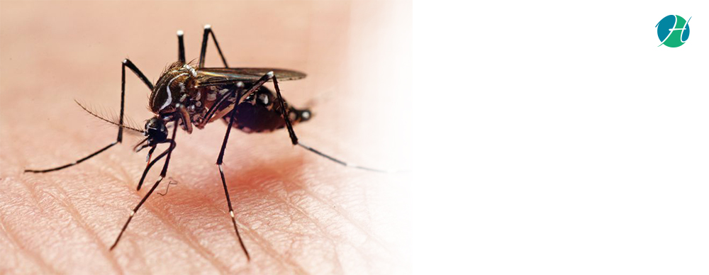 Chikungunya Fever: Symptoms and Prevention | HealthSoul