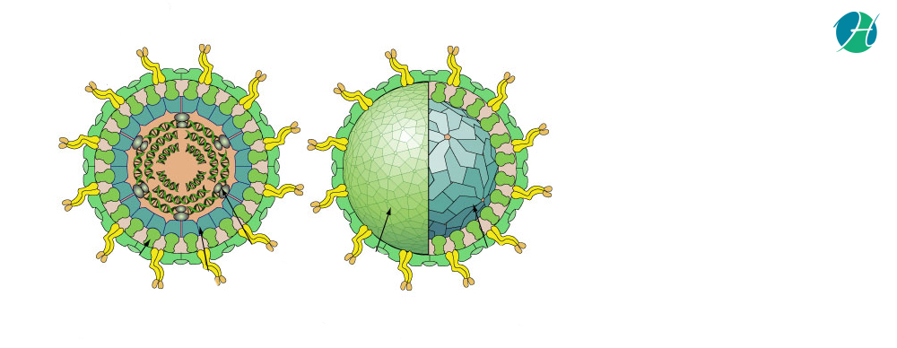 Rotavirus: Symptoms and Treatment | HealthSoul
