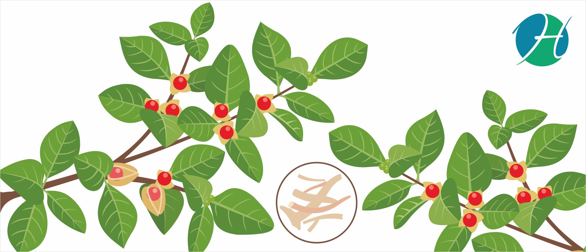 Ashwagandha Benefits | HealthSoul