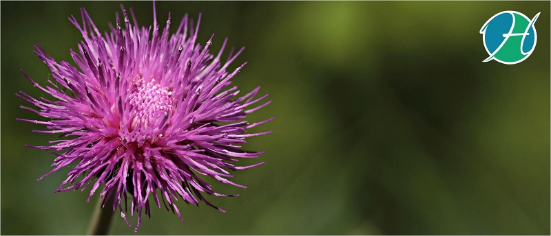 Milk Thistle Benefits | HealthSoul