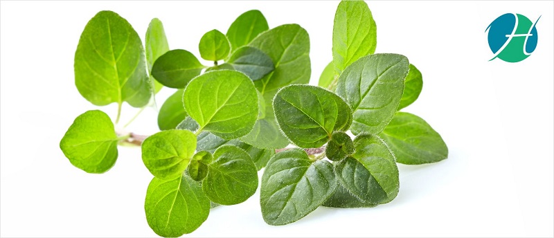 Oregano Benefits for Health | HealthSoul