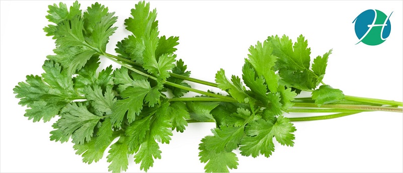 Cilantro Benefits | HealthSoul