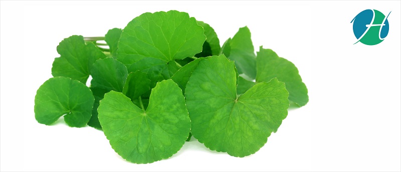 Gotu kola Benefits | HealthSoul