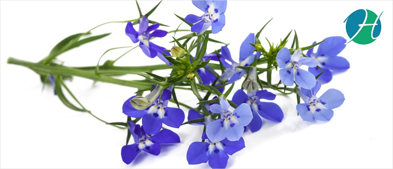 Lobelia benefits | HealthSoul