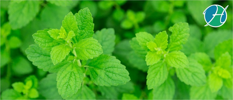 Peppermint oil Benefits | HealthSoul