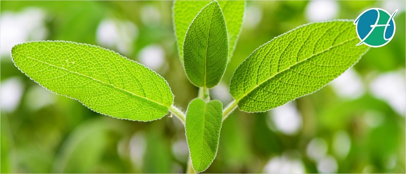 Sage Benefits | HealthSoul