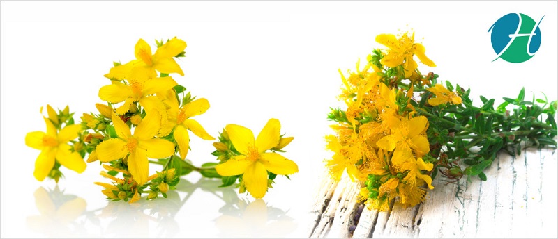 St John's Wort Benefits | HealthSoul