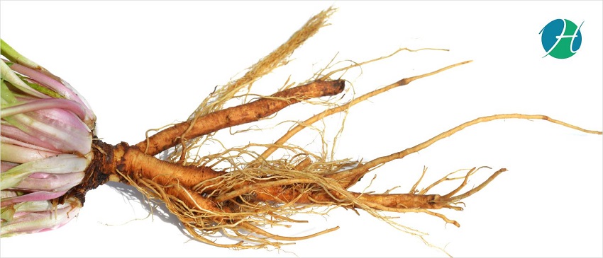 Health Benefits of Dandelion Root | HealthSoul