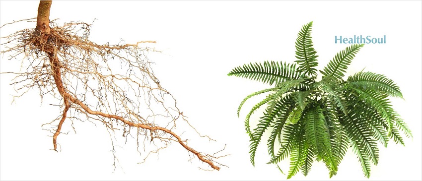 Health Benefits of Fern Root | HealthSoul