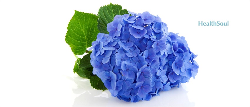 Health Benefits of Hydrangea | HealthSoul