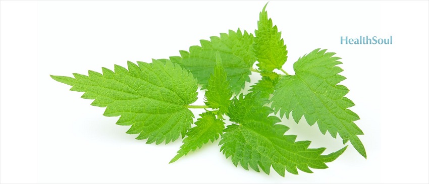 Health benefits of Stinging Nettle | HealthSoul