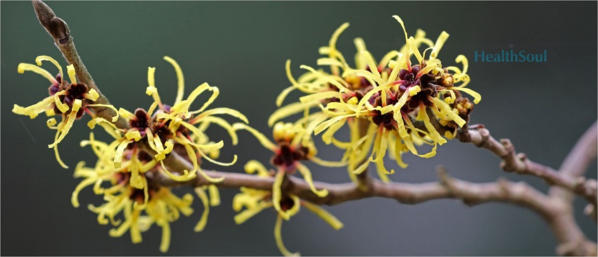 Health benefits of Witch Hazel | HealthSoul