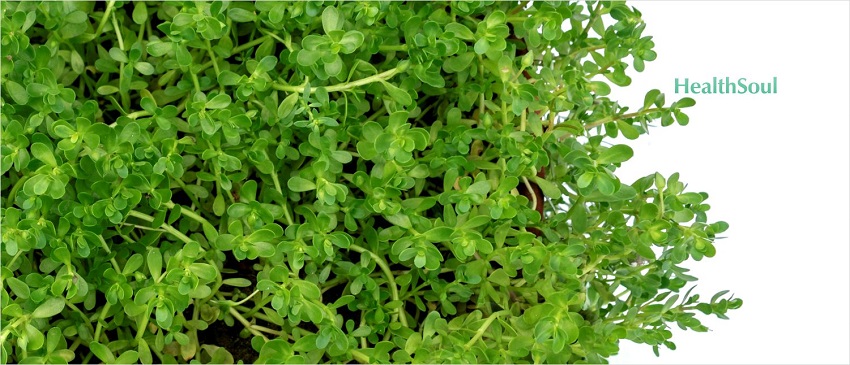 Brahmi or Bacopa Monnieri Benefits | HealthSoul