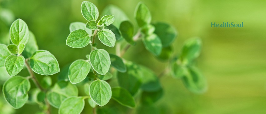 Health Benefits of Oregano | HealthSoul