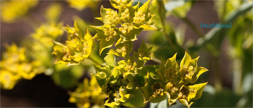 Bupleurum Benefits | HealthSoul