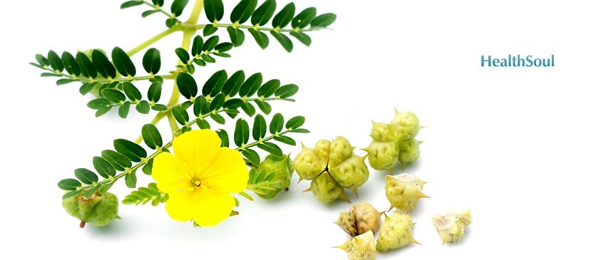 Tribulus Terrestris | HealthSoul